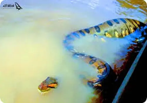 هجوم پیتون‌های غول‌پیکر به خیابان‌های سیل‌زده اندونزی + ویدیو