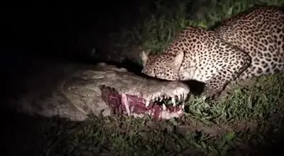 پلنگ بی‌باک در برابر آرواره‌های تمساح + فیلم