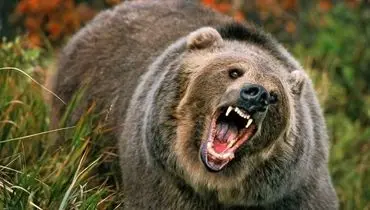 حمله خرس به یک دامدار سرخونی+عکس
