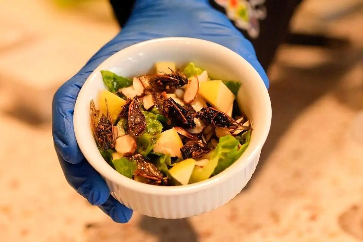 این سالاد چندشی در آمریکا محبوب است