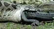 لحظه حیرت آور خارج کردن تمساح ۱.۵ متری از شکم مار پیتون غول پیکر!+ فیلم