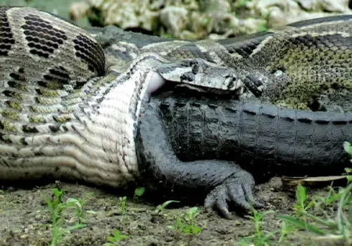 لحظه حیرت آور خارج کردن تمساح ۱.۵ متری از شکم مار پیتون غول پیکر!+ فیلم