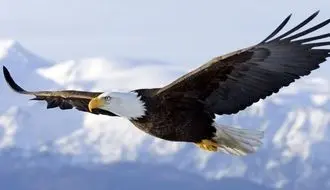 لحظه نجات جادویی جوجه غاز از حمله عقاب! + فیلم
