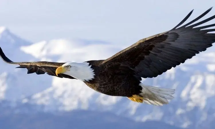 لحظه نجات جادویی جوجه غاز از حمله عقاب! + فیلم
