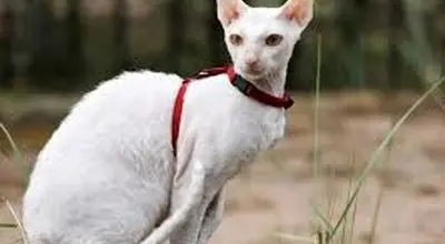 گربه کورنیش رکس: نژادی باهوش با رفتاری سگ گونه
