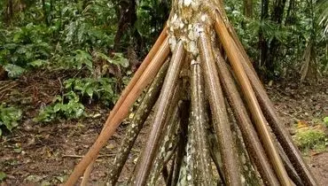 راز نخل رونده؛ گیاهی که راه می‌رود+ عکس