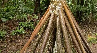 راز نخل رونده؛ گیاهی که راه می‌رود+ عکس