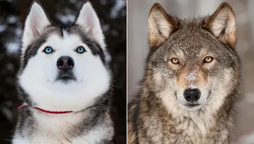دفاع باورنکردنی سگ از گرگ که میلیون ها بار دیده شد+ فیلم