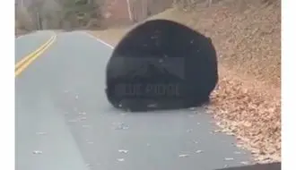 وقتی یک خرس بیش از حد خودش را برای خواب زمستانی آماده می کند/ویدیو 