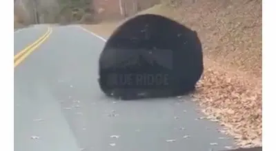 وقتی یک خرس بیش از حد خودش را برای خواب زمستانی آماده می کند/ویدیو 