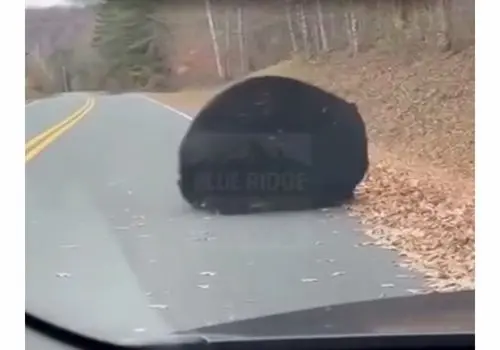 وقتی یک خرس بیش از حد خودش را برای خواب زمستانی آماده می کند/ویدیو 