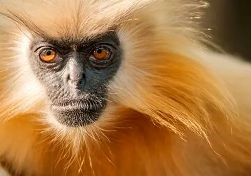 کمک میمون به آهوی کوچک برای غذا خوردن+ فیلم
