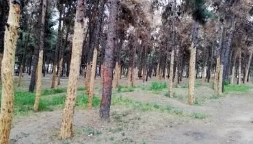 قطع درختان به پارک سرخه حصار رسید؛ پوست درختان را کندند!