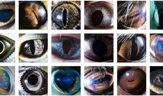 با عجیب ترین و شگفت انگیزترین چشم های حیوانات روی کره زمین آشنا شوید+ تصاویر 