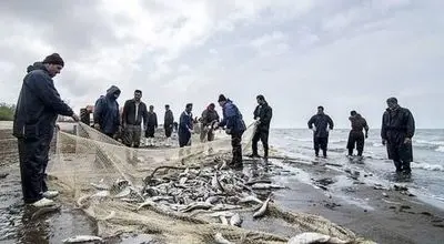 نرخ به‌روز ماهی‌های پرمصرف؛ امروز ۵ آبان ۱۴۰۴