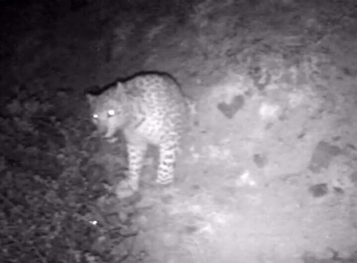 لحظه مشاهده پلنگ ایرانی در ارتفاعات گیلان + فیلک