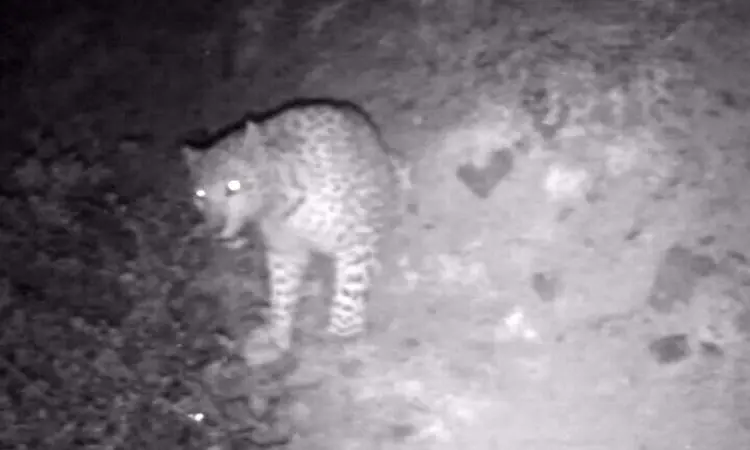 لحظه مشاهده پلنگ ایرانی در ارتفاعات گیلان + فیلک