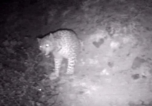 پلنگ ایرانی در برخورد با قطار تلف شد + عکس