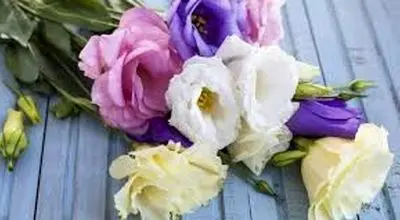 افزایش عمر گلهای شاخه بریده با چند روش مناسب
