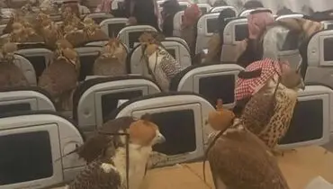 ۸۰ شاهین در یک پرواز تجاری!