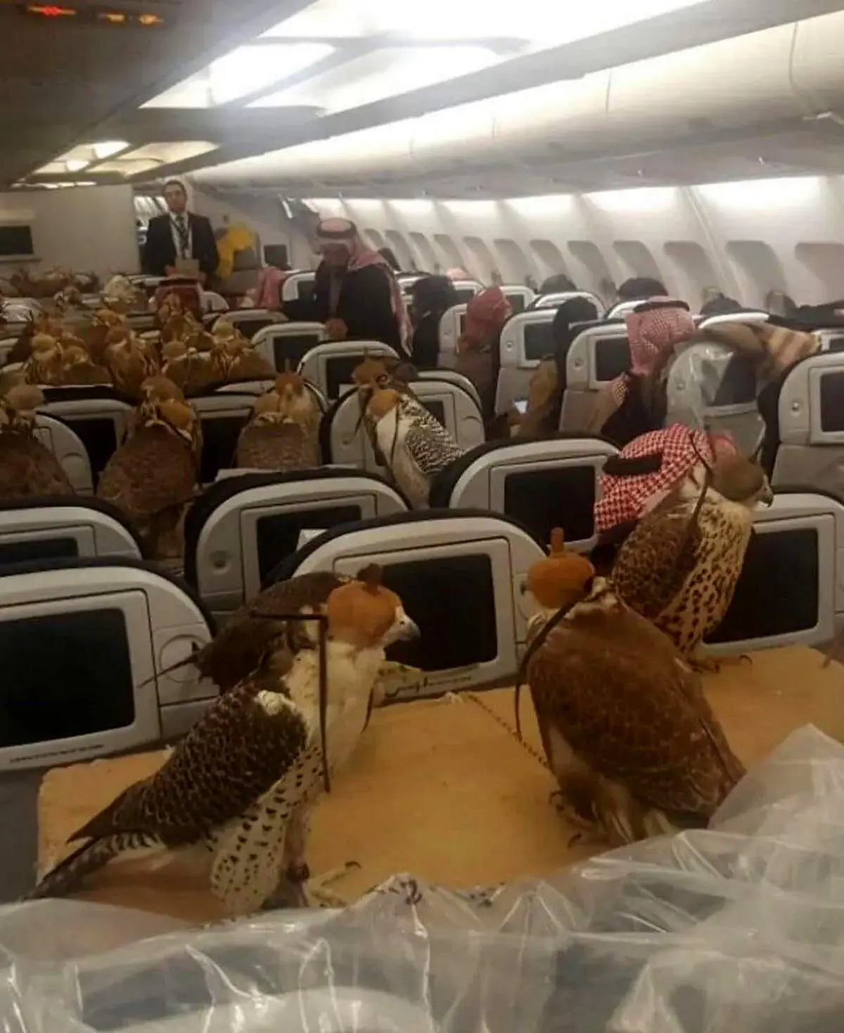 ۸۰ شاهین در یک پرواز تجاری!
