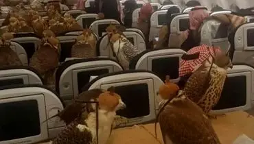 ۸۰ شاهین در یک پرواز تجاری!
