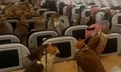 ۸۰ شاهین در یک پرواز تجاری!