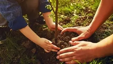 معرفی 10 درخت  زیبا برای کاشتن در باغچه
