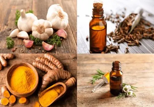 به دلیل مهم هر روز پیاز بخورید