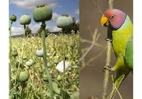 واکنش جالب یک طوطی به دیدن عکس عقاب+ فیلم