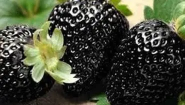 فواید توت فرنگی مروارید سیاه؛ ترند جدید اینستاگرمی!
