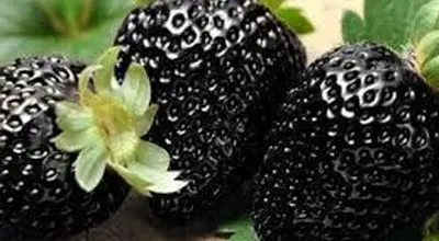 فواید توت فرنگی مروارید سیاه؛ ترند جدید اینستاگرمی!
