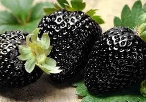 فواید توت فرنگی مروارید سیاه؛ ترند جدید اینستاگرمی!
