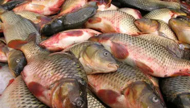 قیمت ماهی امروز ۲۴آبان ۱۴۰۴ اعلام شد