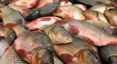  قیمت انواع ماهی شمال، جنوب و پرورشی + جدول
