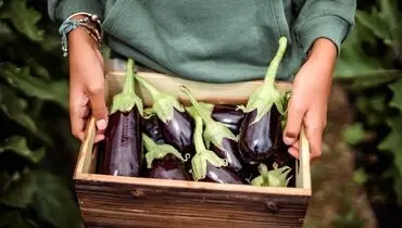چرا بادمجان سیاه می‌شود و چطور از این اتفاق جلوگیری کنیم؟