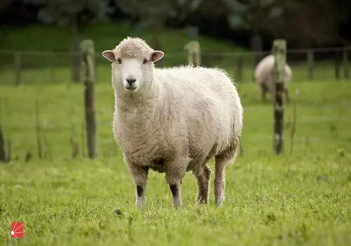 ماجرای سقوط ۱۰۰ راس گوسفند از ارتفاع+فیلم