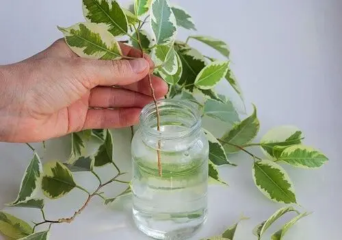 وضعیت خوب امیر حسین صدیق بازیگر نقش استاد بهار در سریال آب پریا بعد از سکته قلبی