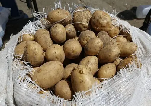 صادرات تخم مرغ، گوجه و خرما ممنوع شد