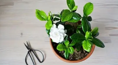 راز خوشبو شدن فضای منزل؛ ۱۳ گیاه آپارتمانی معطر

