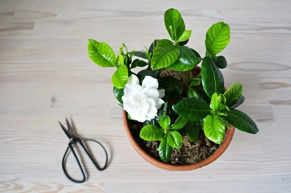راز خوشبو شدن فضای منزل؛ ۱۳ گیاه آپارتمانی معطر

