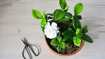 راز خوشبو شدن فضای منزل؛ ۱۳ گیاه آپارتمانی معطر

