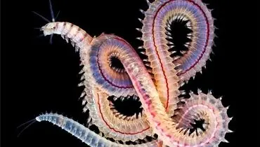 تصاویر جذاب  زیباترین کِرم کره زمین را ببینید + فیلم
