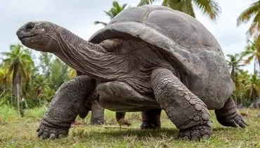 از لاک‌پشت تا صدف؛ حیواناتی با عمر چند صد ساله + عکس