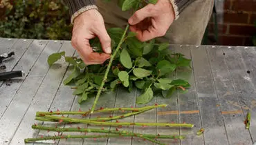 آموزش سریع و آسان قلمه زدن گل رز

