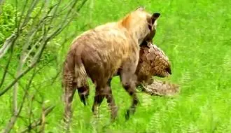  تلاش نافرجام کفتار برای خوردن پنگولین! + فیلم
