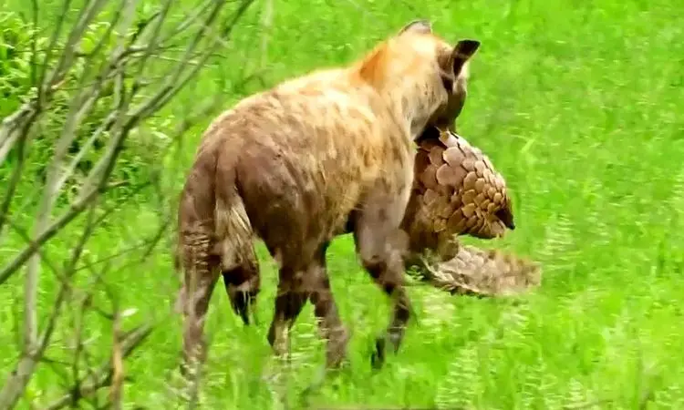  تلاش نافرجام کفتار برای خوردن پنگولین! + فیلم
