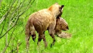  تلاش نافرجام کفتار برای خوردن پنگولین! + فیلم
