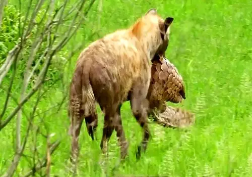  تلاش نافرجام کفتار برای خوردن پنگولین! + فیلم
