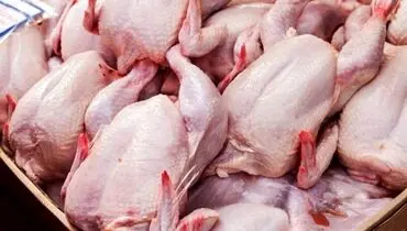 آغاز توزیع مرغ تنظیم بازاری با قیمت مصوب؛ سهمیه هر خانوار چقدر است؟